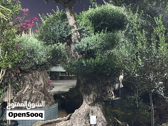 Olive Tree شجرة زيتون