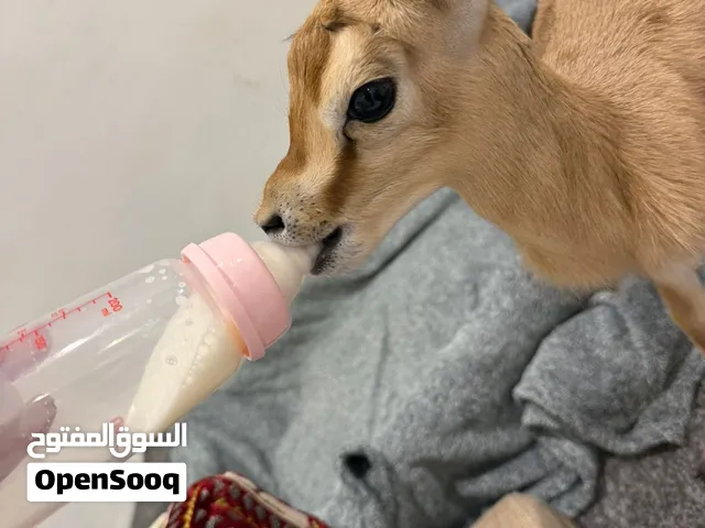 غزال الريم ذكر عمره 3 أسابيع