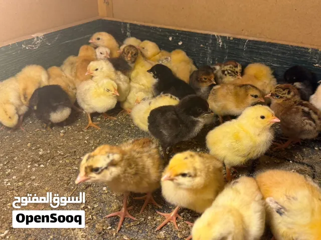 صيصان دجاج بليد