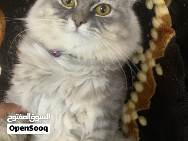 Persian cute cat