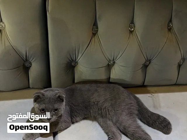 سكوتش 3 حبات بسعر صفقه