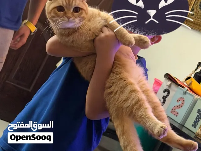 قط سكوتش فولد للتبني طالبة تزاوج