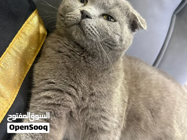 سكوتش فولد