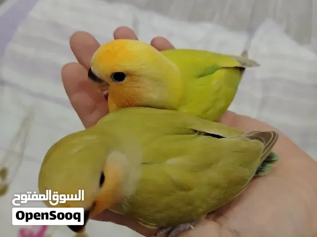 للبيع بغبغاء روز أليفات جدا