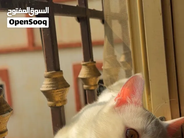 قطة للتبني بدون اي مقابل