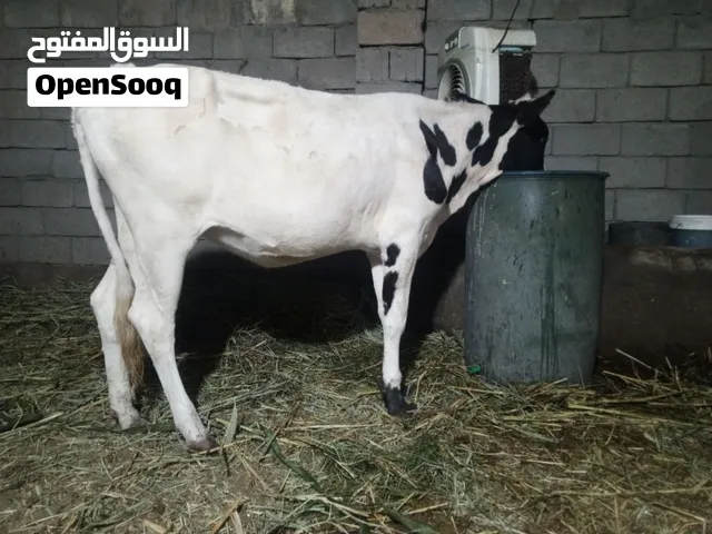 بجر استرالي مركبه خشنه نظيفه مال جني