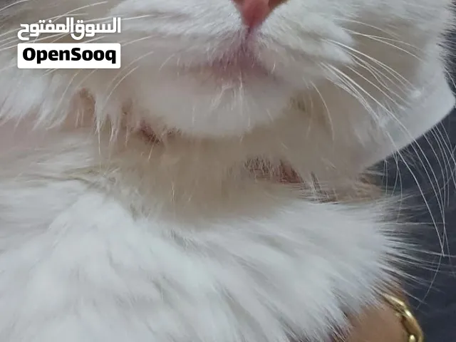 قط شيرازي عمر 9 شهور