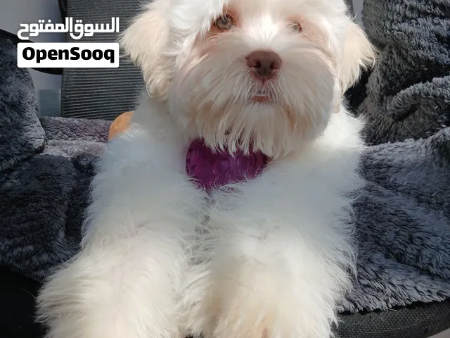 جرو هافانيز عمره شهرين
