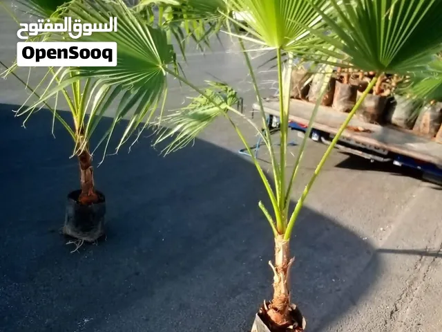 أشجار زينة. بجميع انواعها وارتفاعاتها    وأصناف مكفولة
