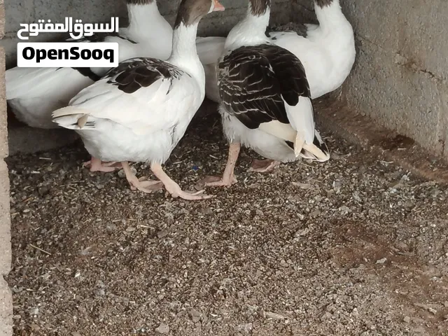 أوز بلدي للبيع الحجم الجامبو