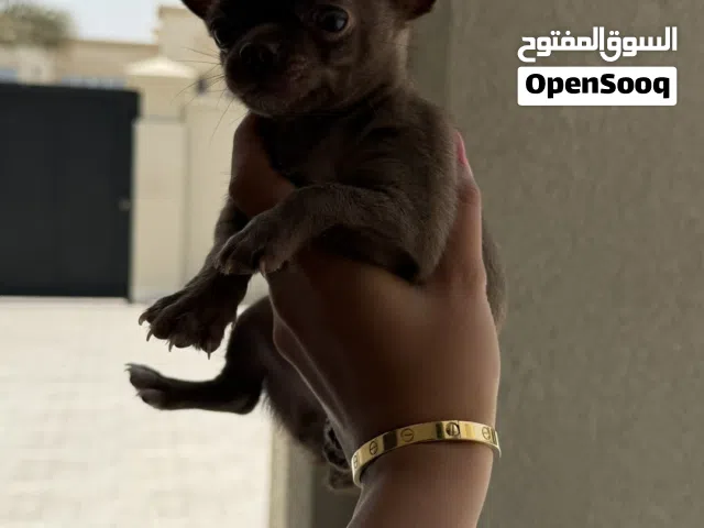 شيواوا      Serious buyers only