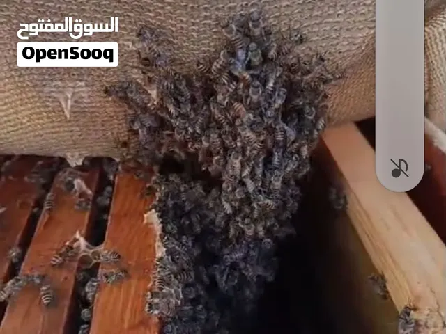 خلايا نحل للبيع