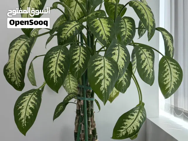 Tall Dieffenbachia plant with supports, grown in a stylish black decorative pot - healthy and ready