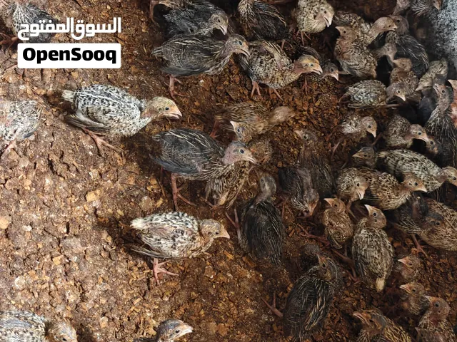 سمان للبيع بالجمله