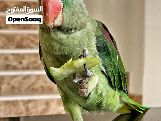 دره نيبالي (اليف) ، حجمه كبير السعر نهائي 1600 المزيد من تفاصيل فل وصف