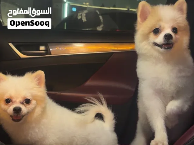 أنثى بومرينيان للبيع ، العمر خمس شهور بحالة جيدة و مطعمة و مع جوازها