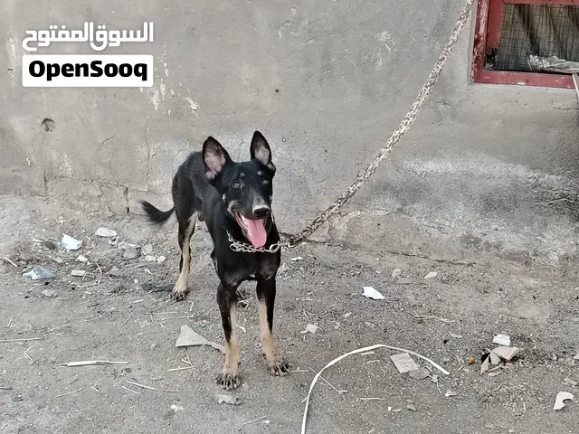 متاح كلب جيرمن العمر اقل السنه