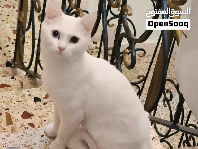 قط شيرازي ذكر
