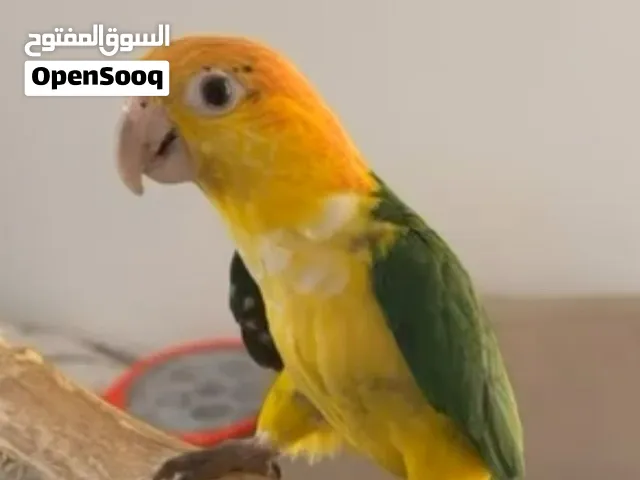 كايك وايت بلي