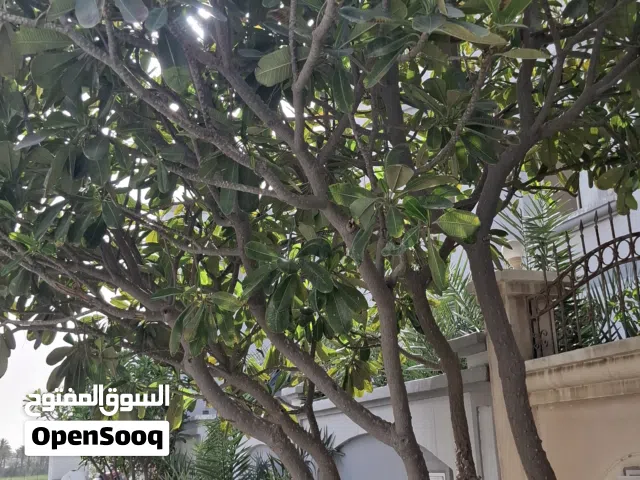 للبيع ياسمين هندي بحالة ممتازة