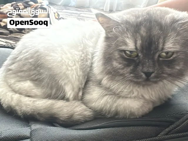 Male Cat For Sale