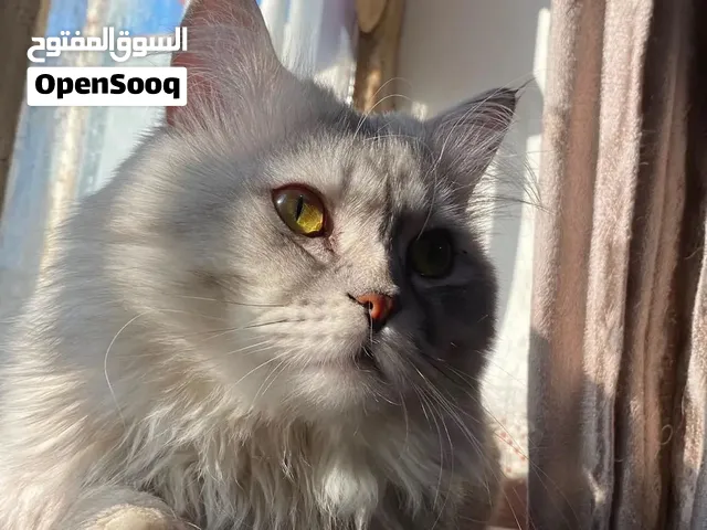 قط ذكر للتبني - الحرية - الدولعي العمر التقريبي 3 سنوات وشهر واحد