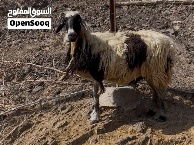 جاعده عمانيه جباليه