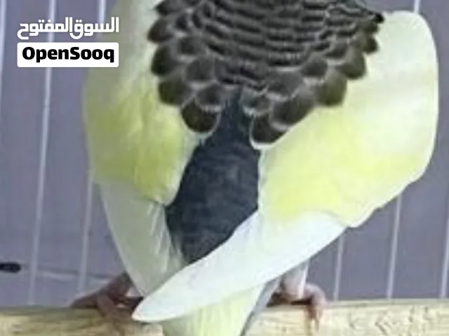 مطلوب طيور حب عاديات جواهن بياض او افراخ بسعر مناسب