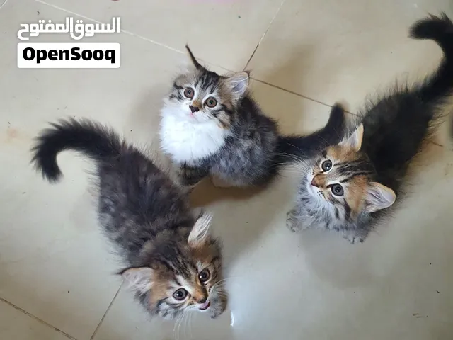 للتبني مجانا في الشارقة