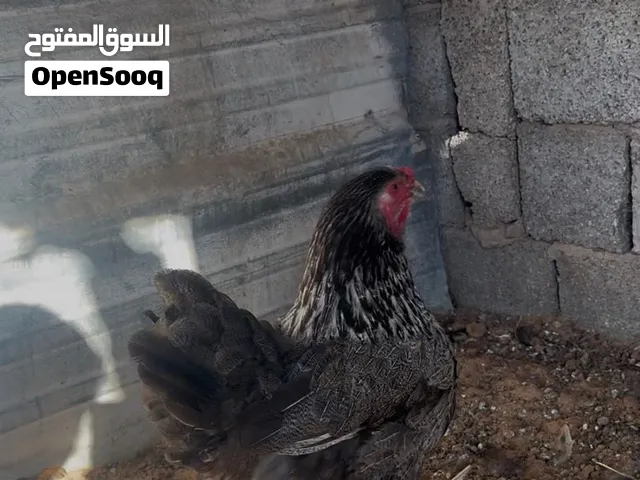دجاج براهما للبيع
