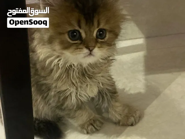 للبيع كتن شهرين بريتش لونج هير قولدن مع كامل اغراضها