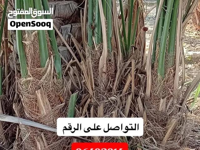 فسائل النخيل