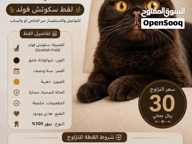 يتوفر قط سكوتش فولد (Scottish Fold) للتزاوج