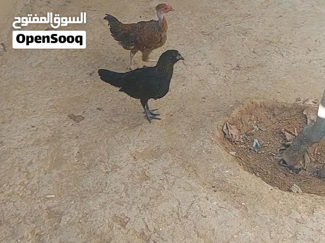 سلام عليكم اقرأ الوصف