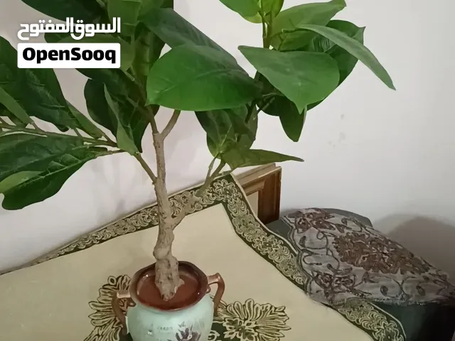 شجرة جميلة