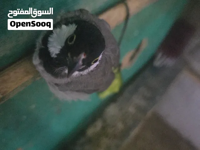 زوج بلابل ربه قفص ياكلن من اليد داخل القفص فحل تغريد فول