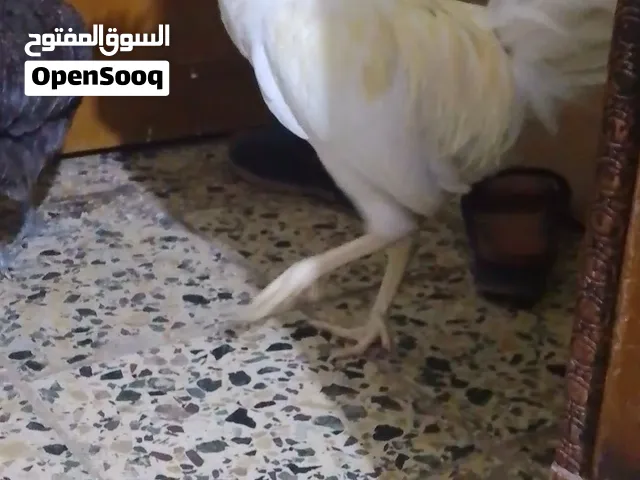 متاح ديج عربي ابيض ديج فول مواصفات تصبه حلوه ديج مال تبزير وعمره سبع اشهر