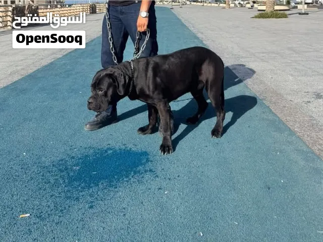 Cane corso ذكر كاني كورسو