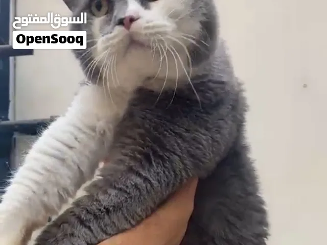 سكوتش فولد