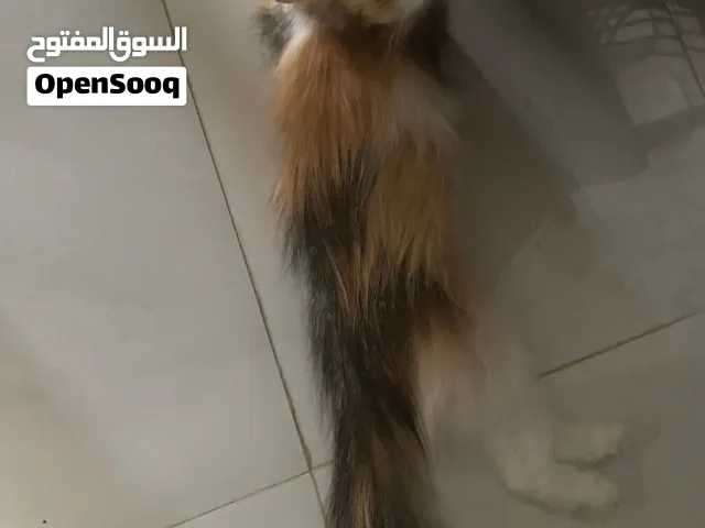 قطة شيرازيه للبيع