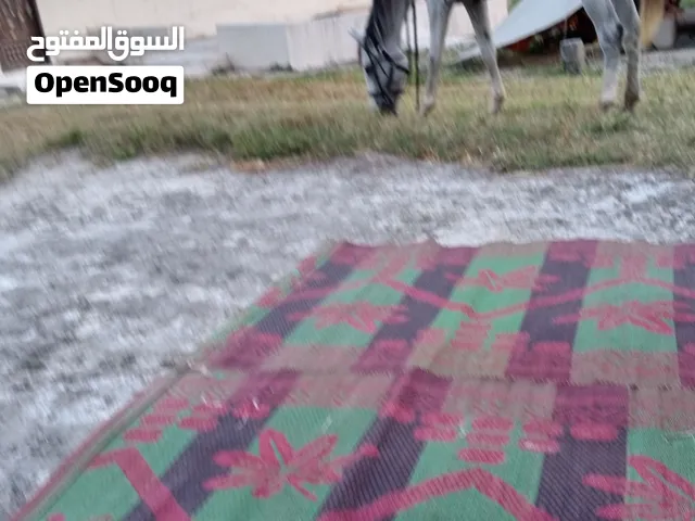 بيع خيل عربي