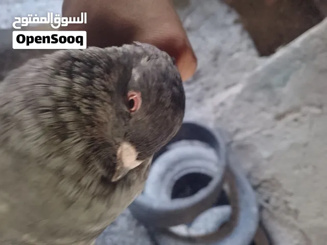 حمام مبندق