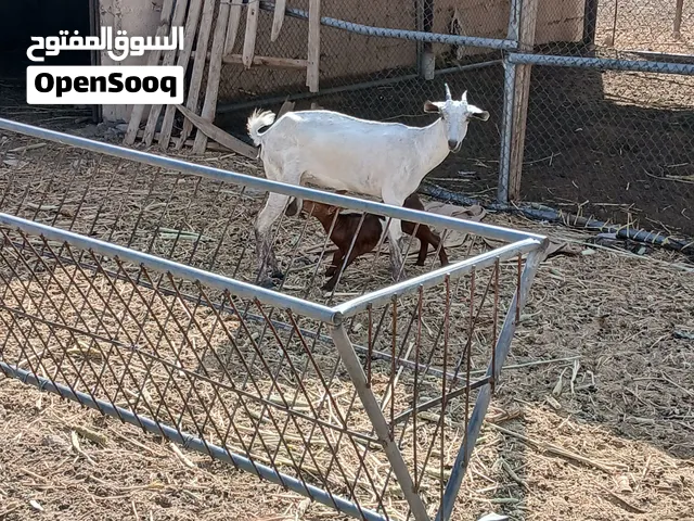 شاه صلاليه تحتها تيس جاعده هجين سوداني تحتها كبش و وتيس صلالي