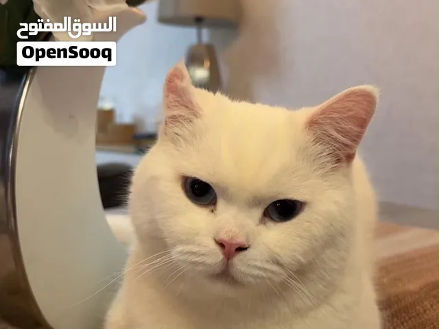 British short hair Male cat- Up for adoption for free