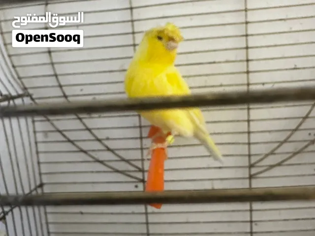 كناري للبيع ذكر وانثى وبناتهم