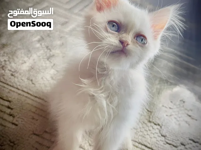 Adorable pure Himalayan 8 weeks old vaccinated male kitten