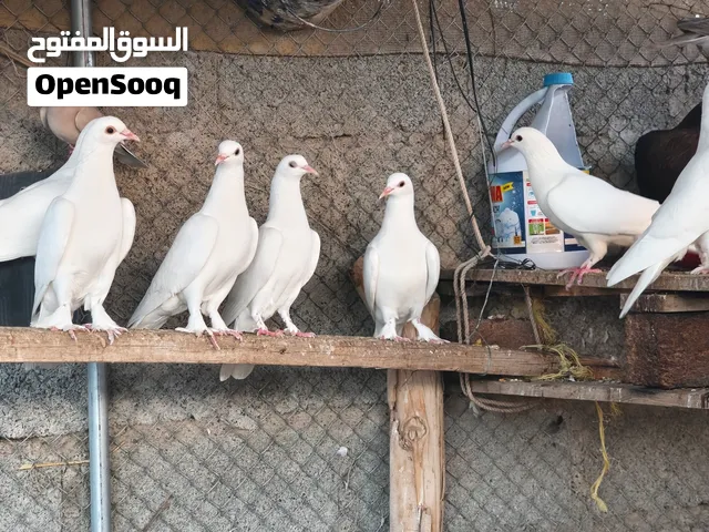 للبيع حمام كويتي شماسي (أبيض ملكي) ومستوى عالي