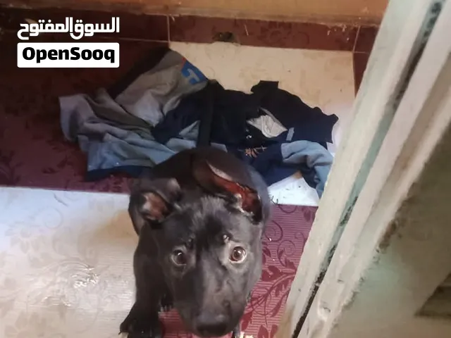 ابلدور دخلو مالينو
