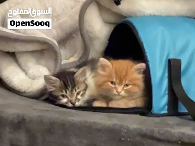 (للتبني)قط وقطه شيرازي بيور +شيرازي بلدي