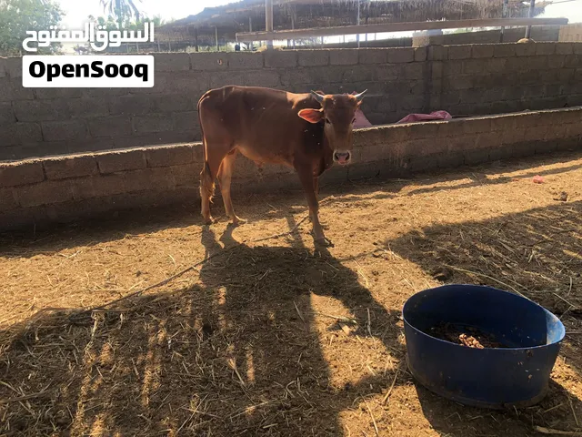 للبيع عجل عماني